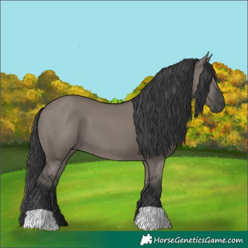 Horse Color:Grullo