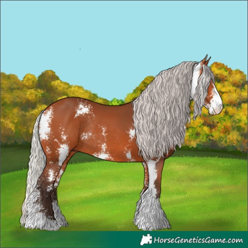 Horse Color:Silver Bay Sabino Rabicano 