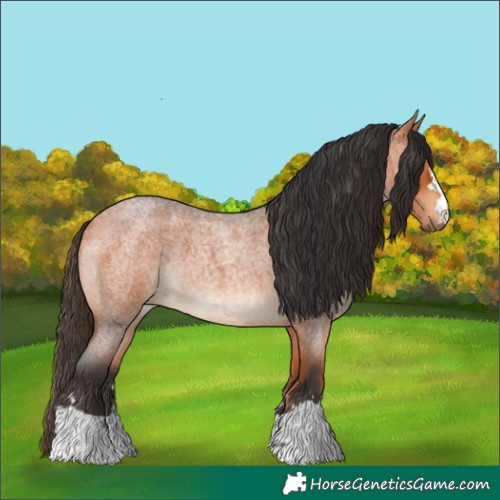 Horse Color:Bay Roan