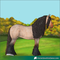 Horse Color:Bay Roan Dun
