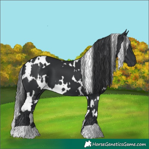 Horse Color:White Spotted Black 