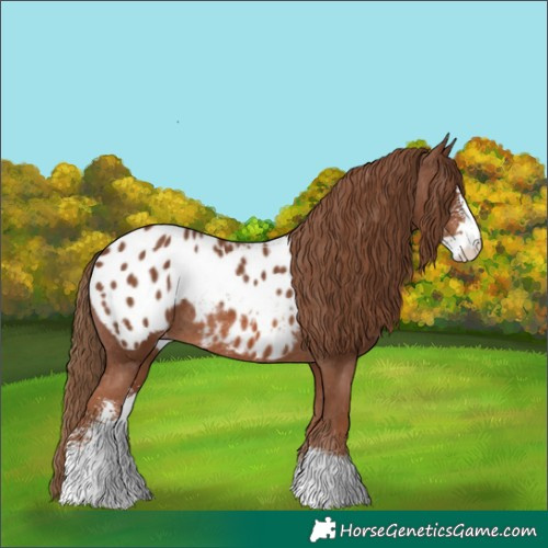 Horse Color:Chestnut Sabino Blanket Rabicano