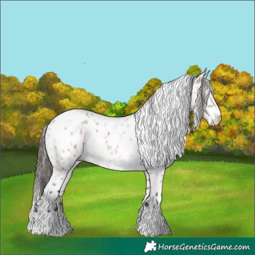 Horse Color:Bay Roan Leopard