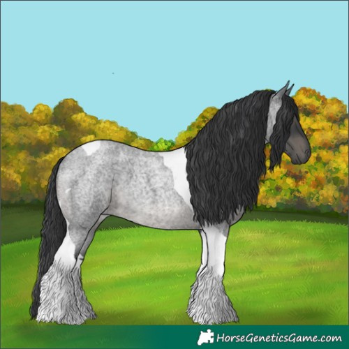 Horse Color:Blue Roan Tobiano