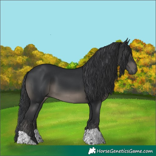 Horse Color:Black 
