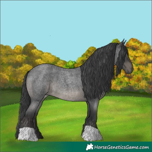 Horse Color:Blue Roan 