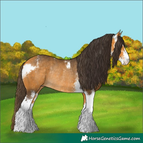Horse Color:Buckskin Sabino Rabicano 