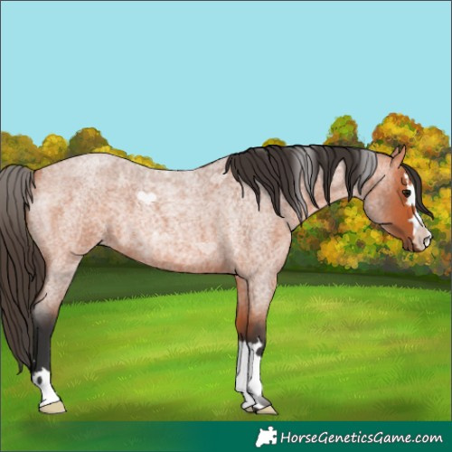 Horse Color:Unknown 