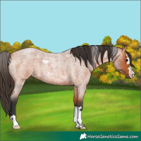 Horse Color:Unknown