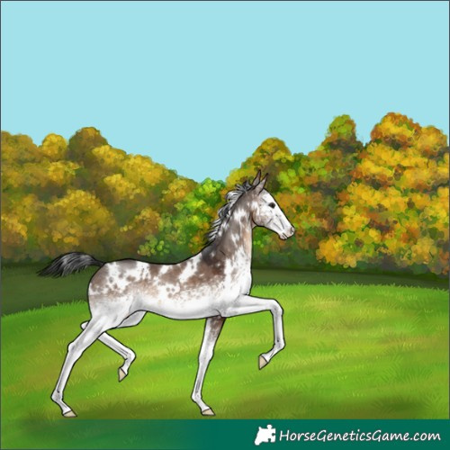 Horse Color:White Spotted Brown Dun 