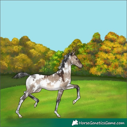 Horse Color:White Spotted Brown Dun 
