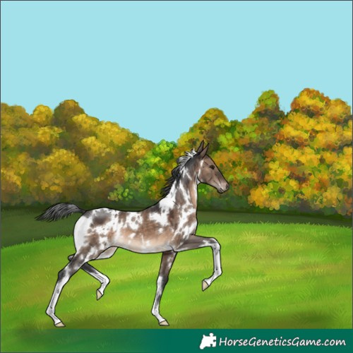 Horse Color:White Spotted Brown Dun 