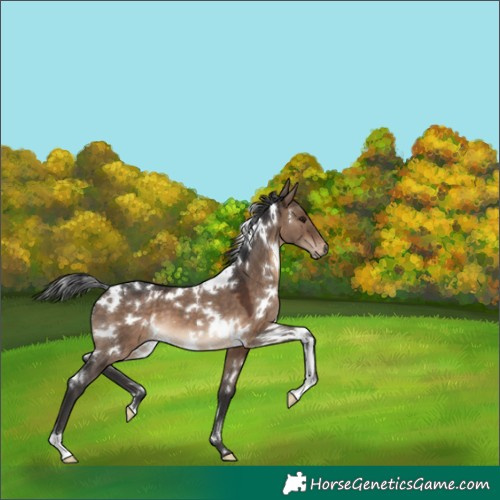 Horse Color:White Spotted Brown Dun 