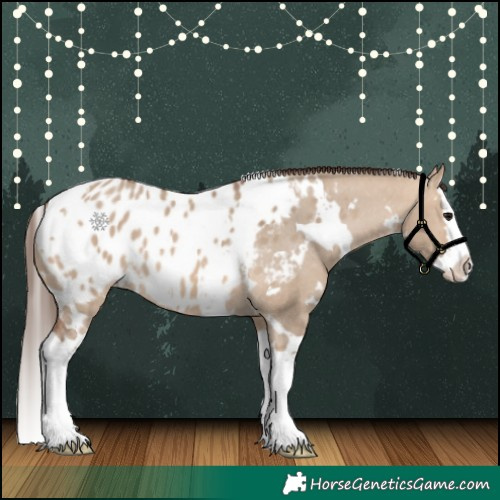 Horse Color:White Spotted Bay Dun Splash Appaloosa 