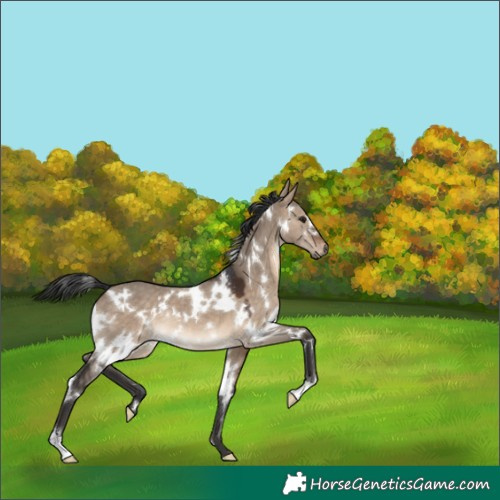 Horse Color:White Spotted Brown Dun 