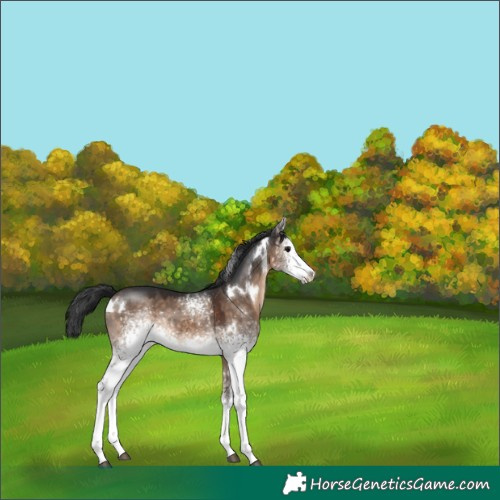 Horse Color:White Spotted Brown Dun 