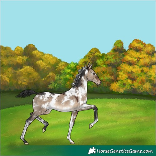 Horse Color:White Spotted Brown Dun 