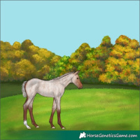 Horse Color:Chocolate Silver Bay Roan Dun