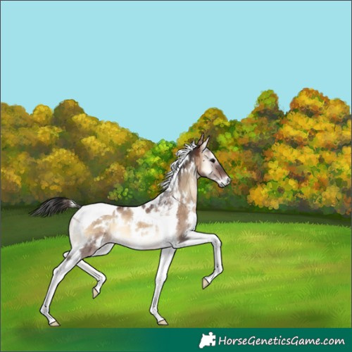 Horse Color:White Spotted Brown Onyx Tobiano 