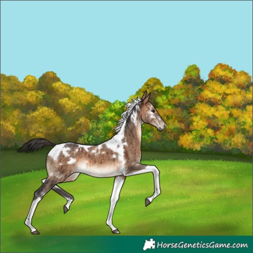 Horse Color:White Spotted Brown Dun Tobiano Brindle 