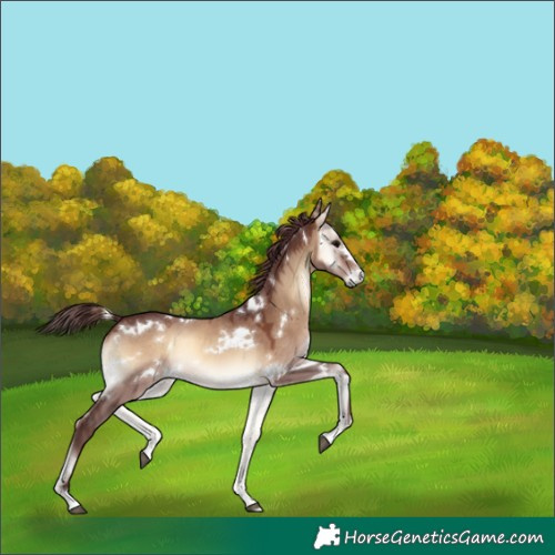 Horse Color:White Spotted Chocolate Brown Onyx 