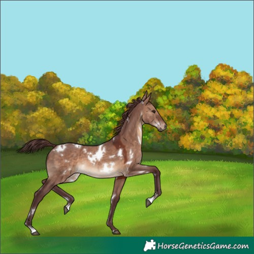 Horse Color:White Spotted Chocolate Brown Dun 