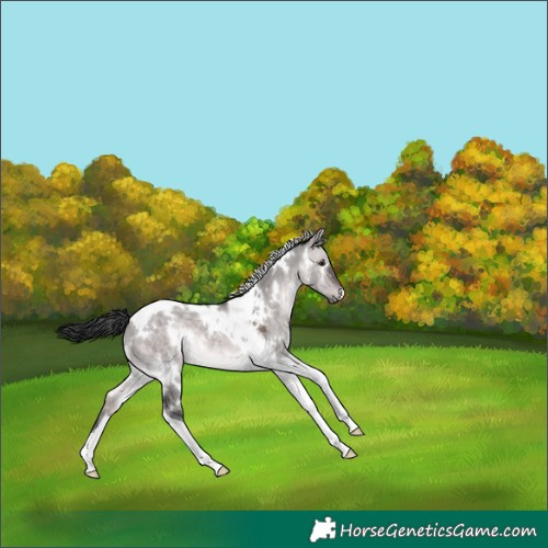 Horse Color:Platinum White Spotted Brown Dun Tobiano 