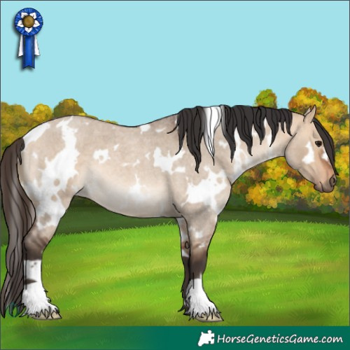 Horse Color:White Spotted Bay Roan Dun 