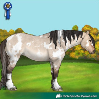 Horse Color:White Spotted Bay Roan Dun 