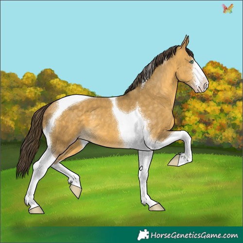 Horse Color:White Spotted Sable Cream Champagne Tobiano
