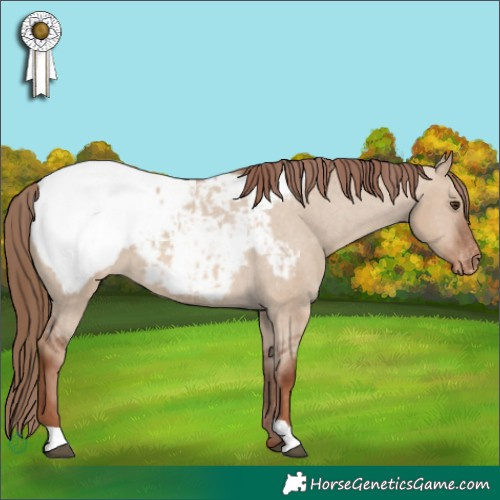 Horse Color:Red Dun Appaloosa 