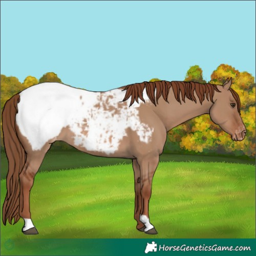 Horse Color:Red Dun Appaloosa 