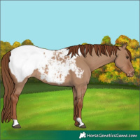 Horse Color:Red Dun Appaloosa