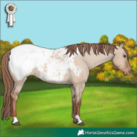 Horse Color:Red Dun Snowcap
