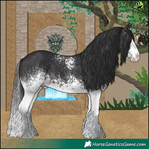 Horse Color:White Spotted Brown Splash 