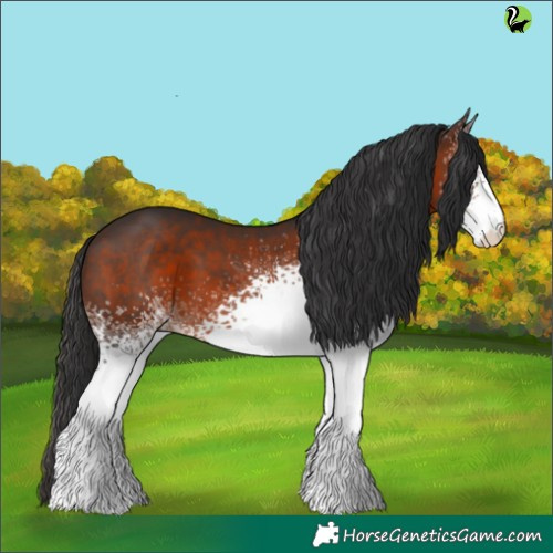 Horse Color:White Spotted Brown 