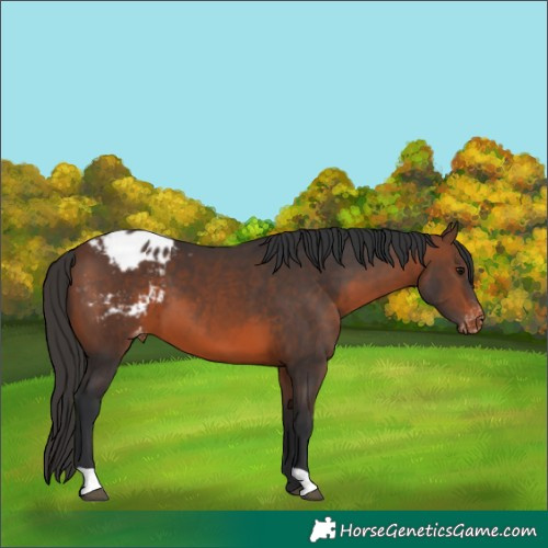 Horse Color:Brown Appaloosa 