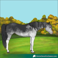 Horse Color:White Spotted Black 