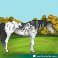 Horse Color:White Spotted Black Tobiano Blanket 