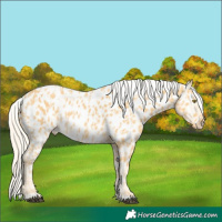 Horse Color:Palomino Appaloosa  and Palomino Appaloosa Rabicano 