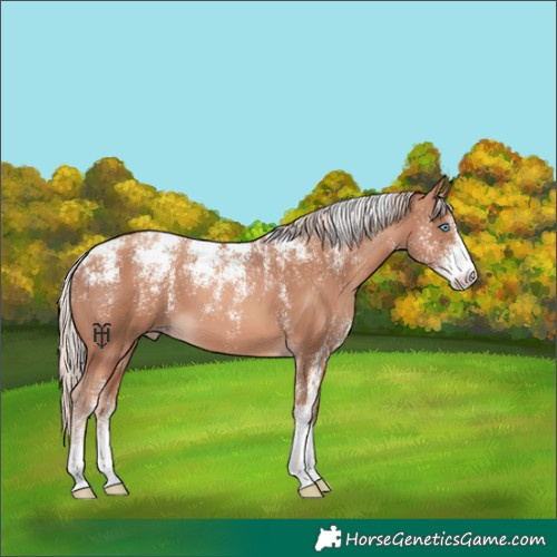 Horse Color:Powder White Gold Champagne 