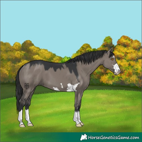 Horse Color:Grullo 