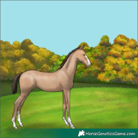 Horse Color:Amber Champagne 