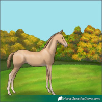 Horse Color:Gold Champagne 