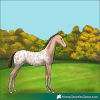 Horse Color:Amber Champagne Appaloosa 