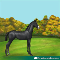 Horse Color:Black Splash 