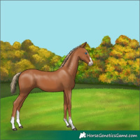 Horse Color:Chestnut Splash 