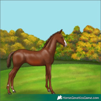 Horse Color:Chestnut Splash 