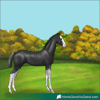Horse Color:Black Splash 