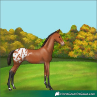 Horse Color:Bay Appaloosa